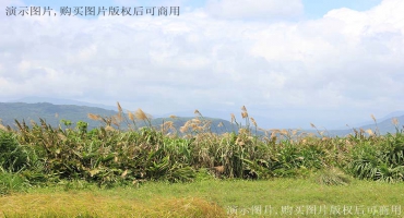 油菜花粮油基地