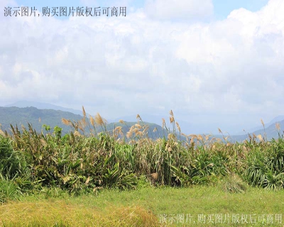 油菜花粮油基地